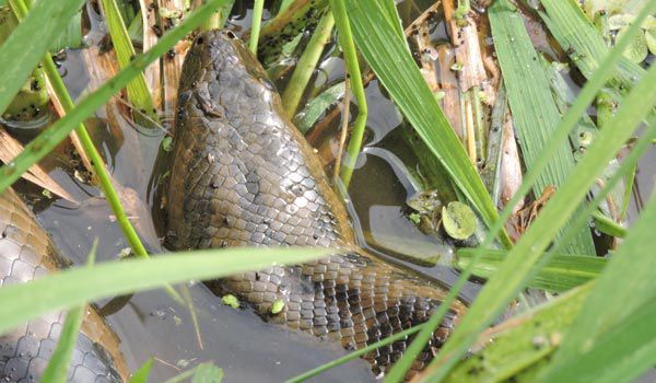 Anaconda in Yacuma River