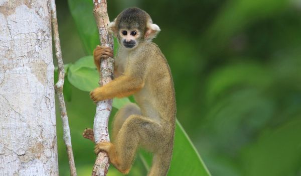 Squirrel monkey in Madidi