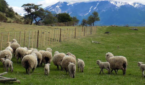 sheep group stay on the peninsula sheep group stay on the peninsula