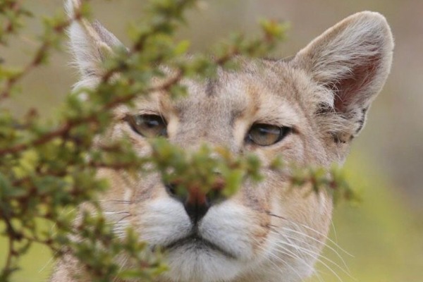 face of a puma close-up of a puma