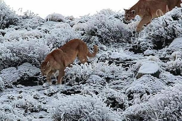cougars in snow two cougars in the snow