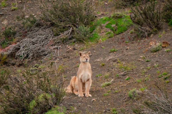 puma standing in the bush puma standing in the park's bush