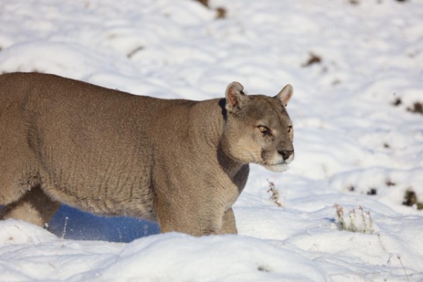 puma in winter puma walking through snowy landscape
