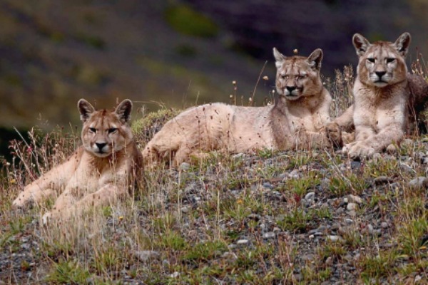 three standing cougars 3 pumas in the mountains