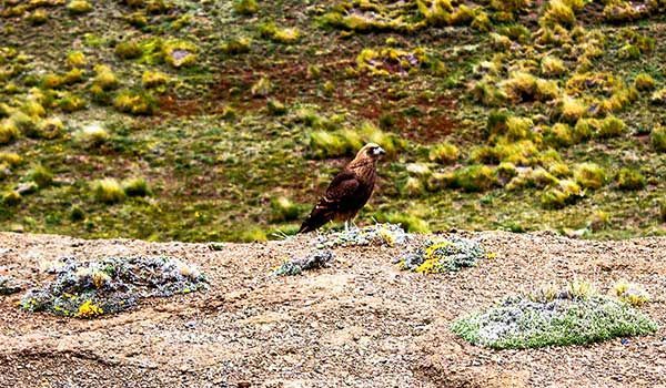 irene condor andino lagoon andean condor perched in the baguales mountain range