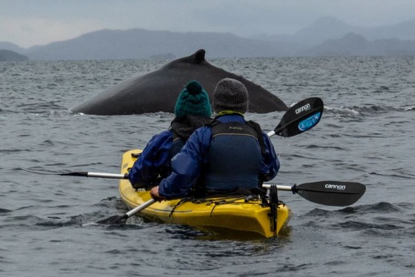 Kayaking with humpback whales