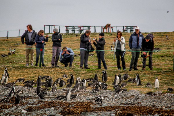 Tourists photographing penguins at Magdalena Island