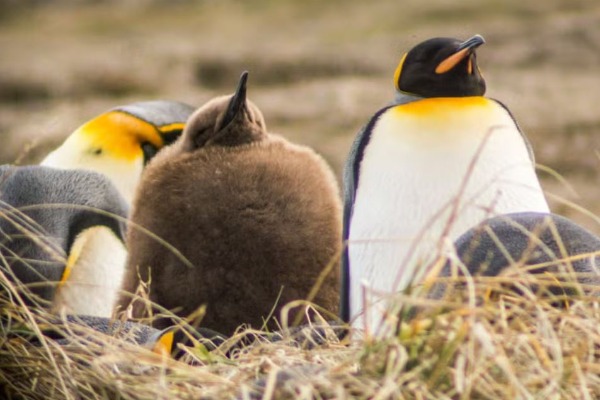 king penguin