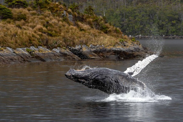 magellan humpback whale