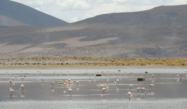 flamingos in the lagoon vinto tour Uyuni
