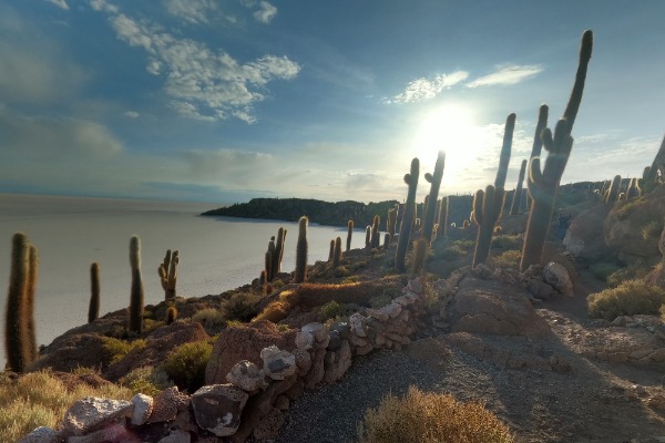 giant cactus of the incahuasi island Uyuni tour