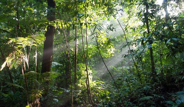 Corcovado jungle