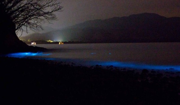 Bahia Paquera coastline at night illuminated by plankton