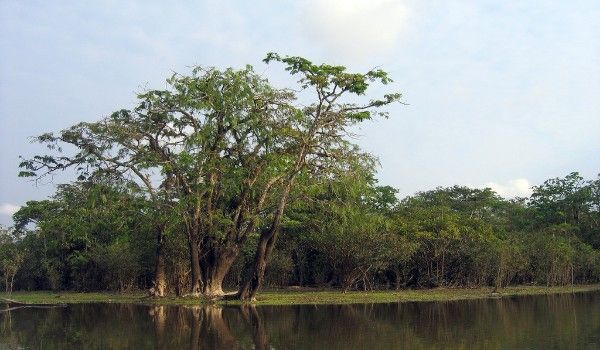 Cuyabeno River