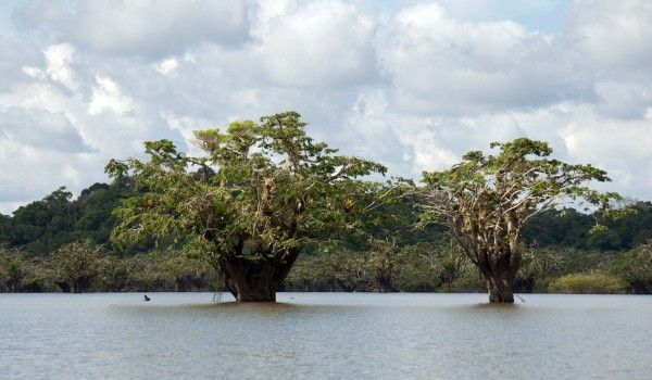 Trees of the Cuyabeno River