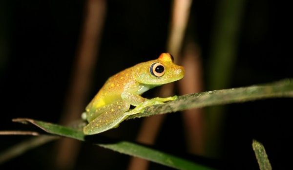 Amazonian night frog