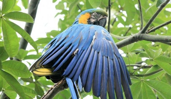 Cuyabeno jungle parrot