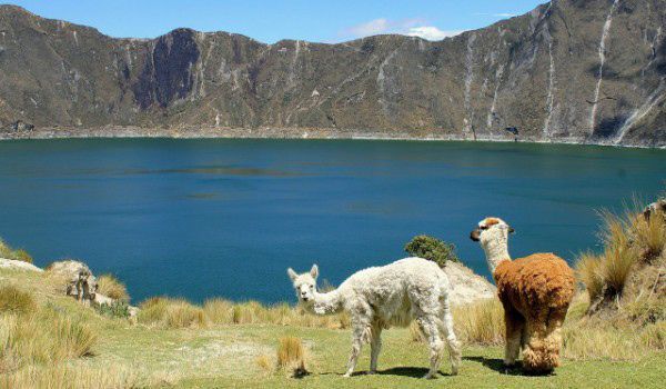 llamas in the quilotoa lagoon