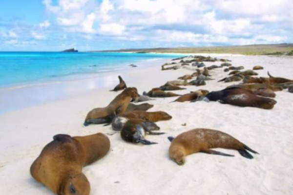 Sea lions on the beach of Spanish island