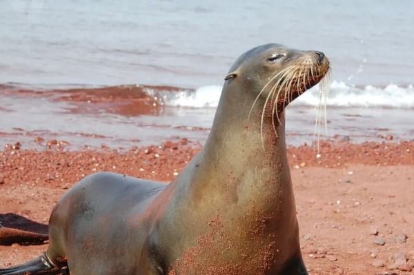 sea wolf sea lion in galapagos