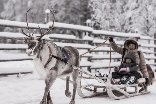 reindeer sledding mother and son on a reindeer sled