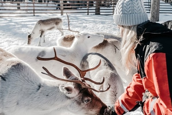 girl feeding the reindeer