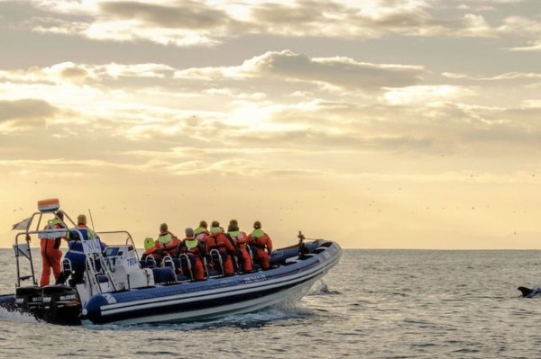 people on the boat watching the whale coming out of the water