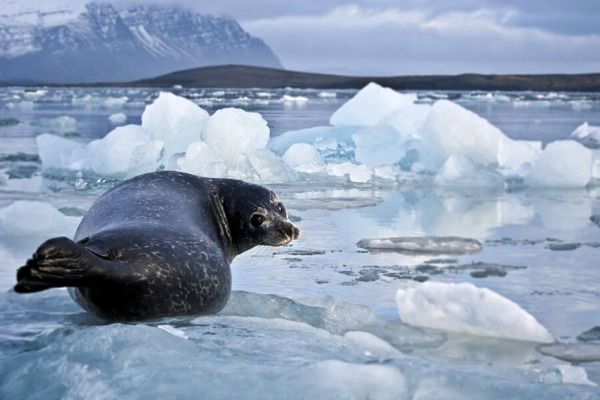 seal sighting seal resting on a piece of ice in the Jökulsárlón lagoon