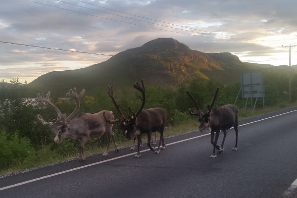 reindeer on the Tromso road reindeer on the road to Tromso