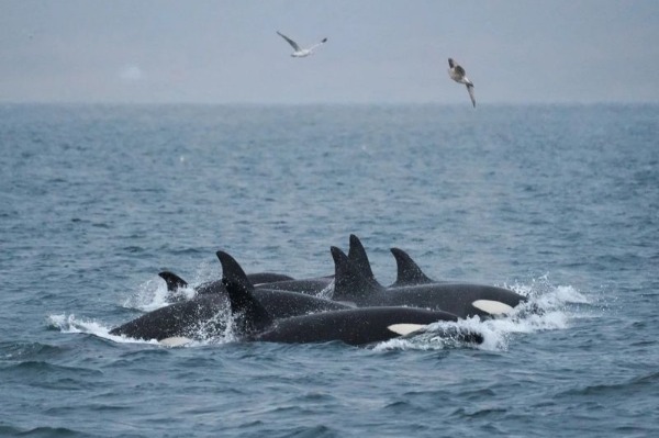 group of whales swimming in the sea with seagulls around them