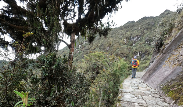 howlanders boy on the inca trail in the cloud forest