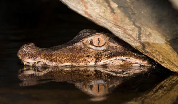 Caiman head in the water of the Amazon river on tour in Iquitos, Peru