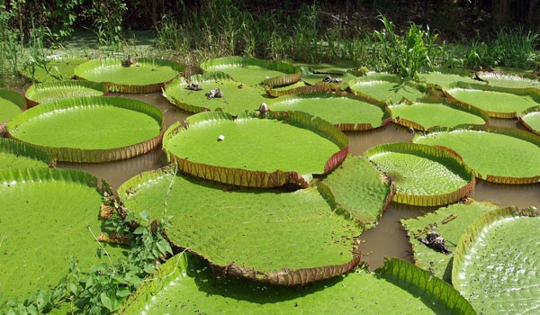 Giant water lilies on the Amazon river on the Iquitos jungle tour