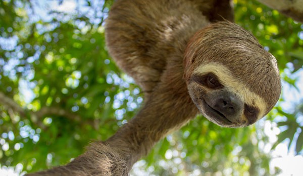 A lazy sloth found during Iquitos jungle tour