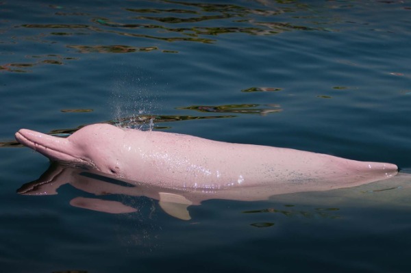 Risso's dolphin in the middle of the river