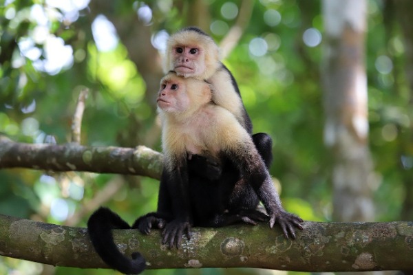 two capuchin monkeys in the tree