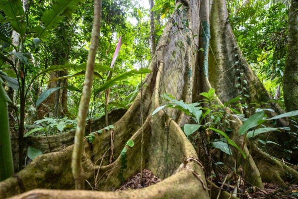 Giant shihuahuaco tree during Amazonian rainforest hike in Tambopata
