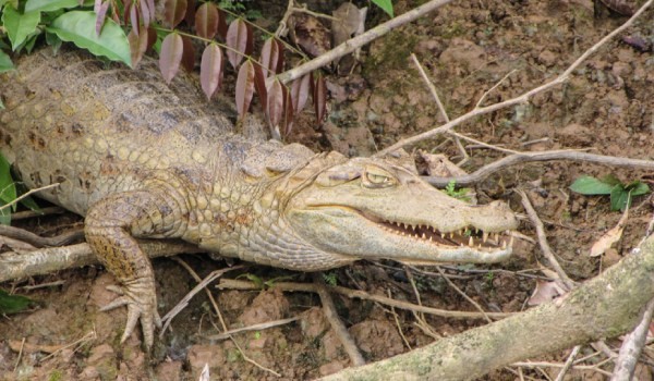 alligator seen from up close