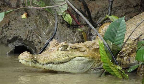caiman in the madre de dios river