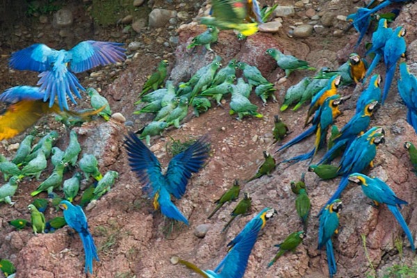 blue macaws and green parrots