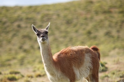 Safari Experience El Calafate + Comida Tradicional Estancia