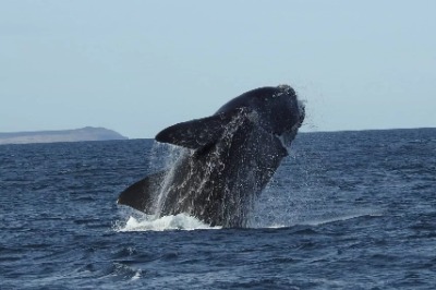Excursión avistaje de ballenas Puerto Madryn + Navegación