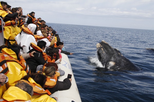 personas observando a una ballena muy cerca del barco