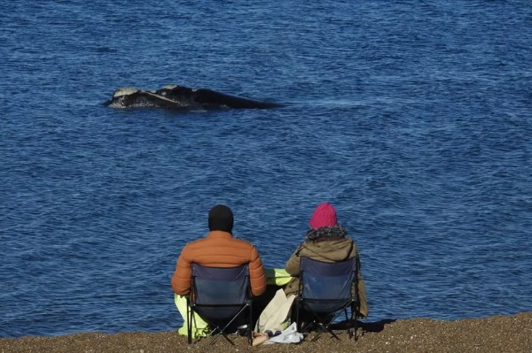 dos personas observando una ballena