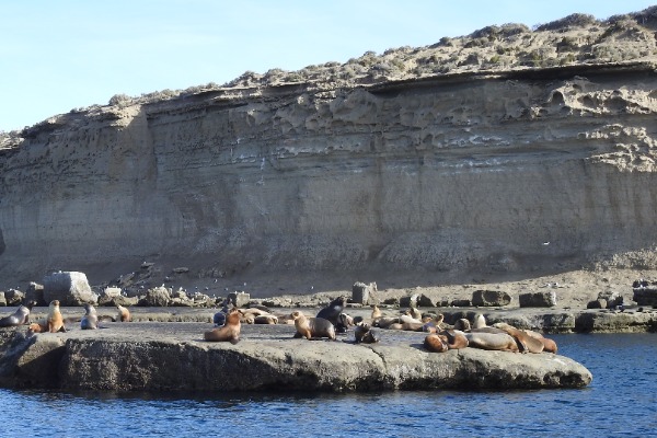 lobos marinos en Punta Pirámides