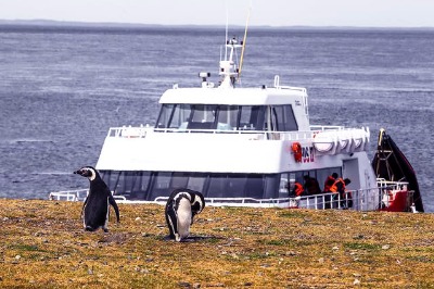 Insel Magdalena: Pinguin-Tour ab Puerto Natales