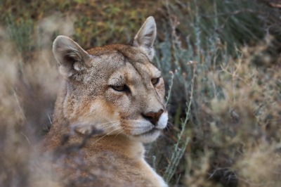 Safari Puma Torres del Paine – Tour Privato di 3 Giorni