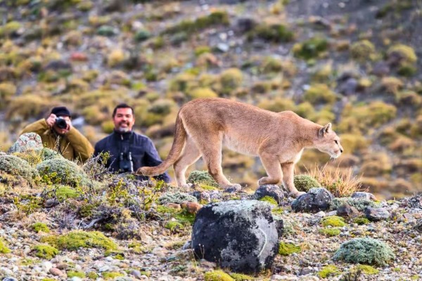 Avistamiento de pumas en Torres del Paine con fotógrafos Puma caminando mientras dos personas toman fotografías durante un tour de avistamiento en Torres del Paine