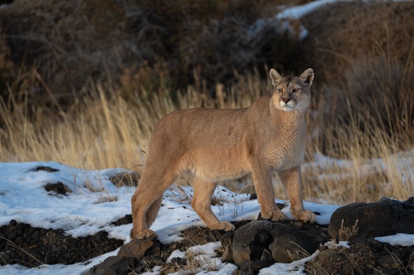 Puma en alerta sobre terreno rocoso en el Torres del Paine Puma Tour – Safari Privado Puma erguido con postura alerta sobre un promontorio con nieve y pastos secos.