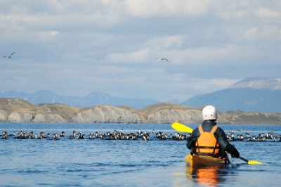 Kayak en el canal Beagle - Medio día desde Puerto Williams